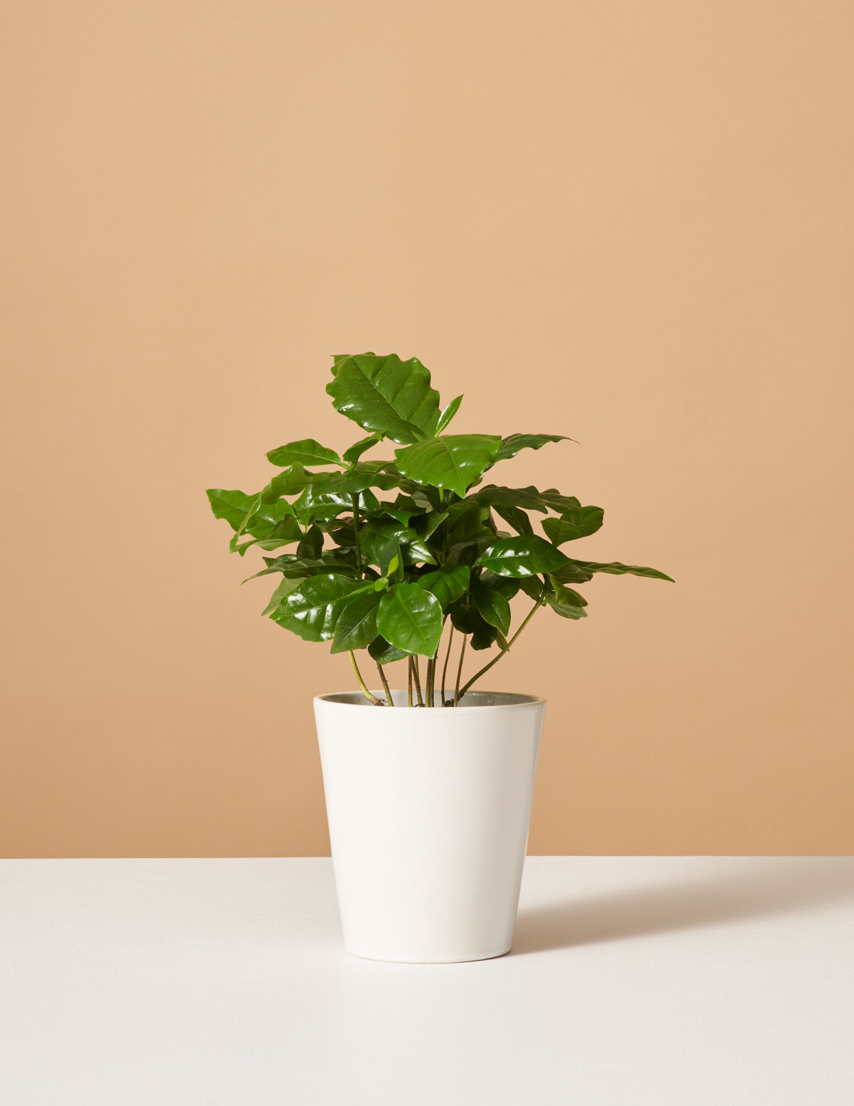 Coffee Plant