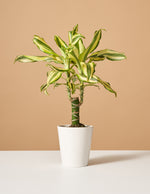 Dracaena Fragrans ‘Sol’