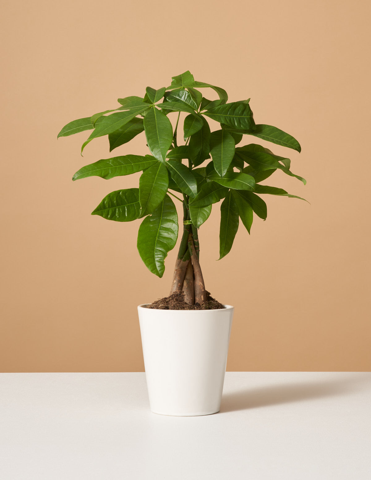 Money Tree Plant | Tropical Indoor Plants & Houseplants for ...