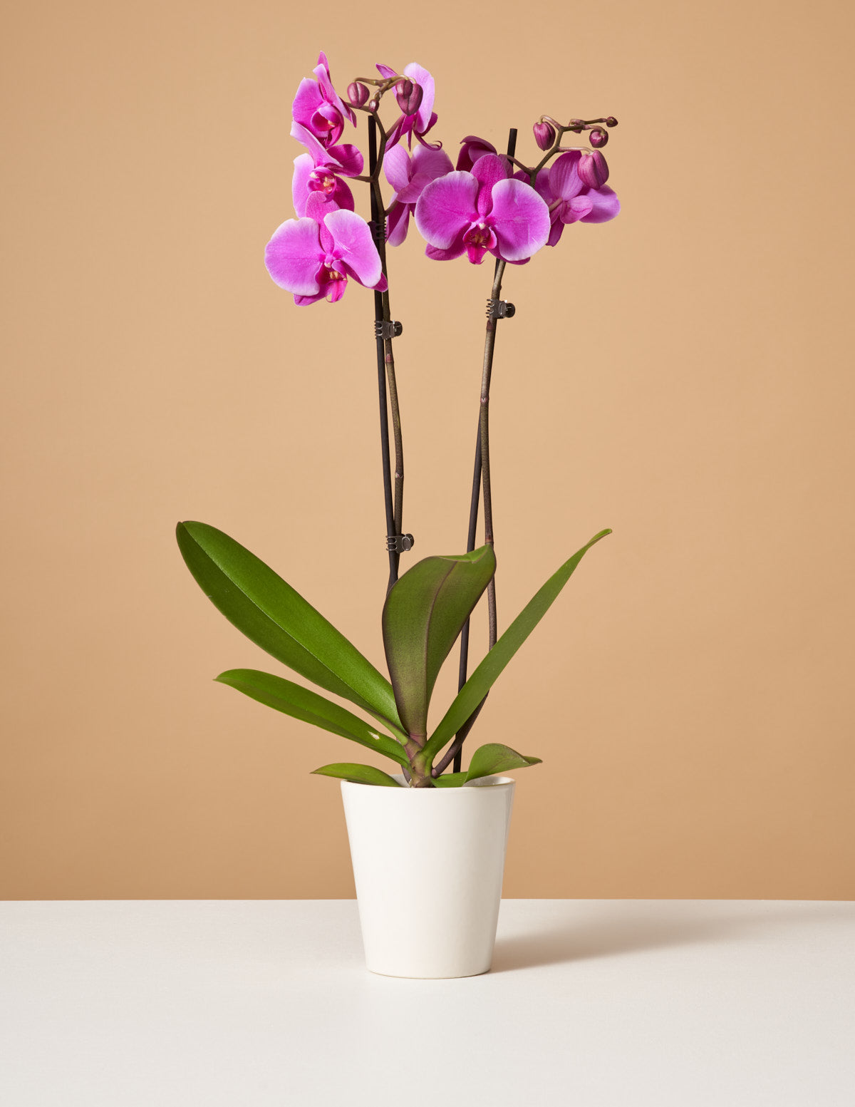 Purple Phalaenopsis Orchid | Gifts & Flowering Plants for Delivery ...