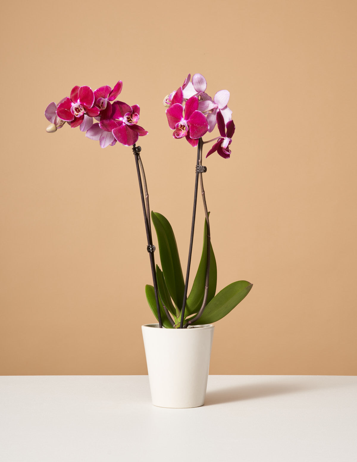 Orchids Online, Free Same Day and Next Day Delivery