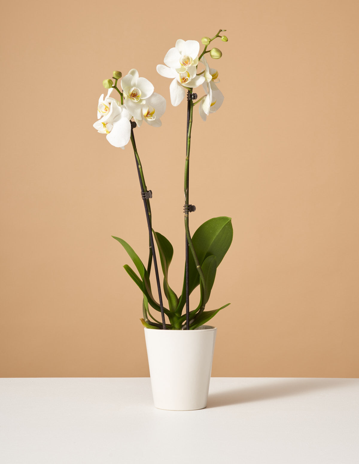 White Orchid Blooming Houseplant | Plants for Delivery | The Sill