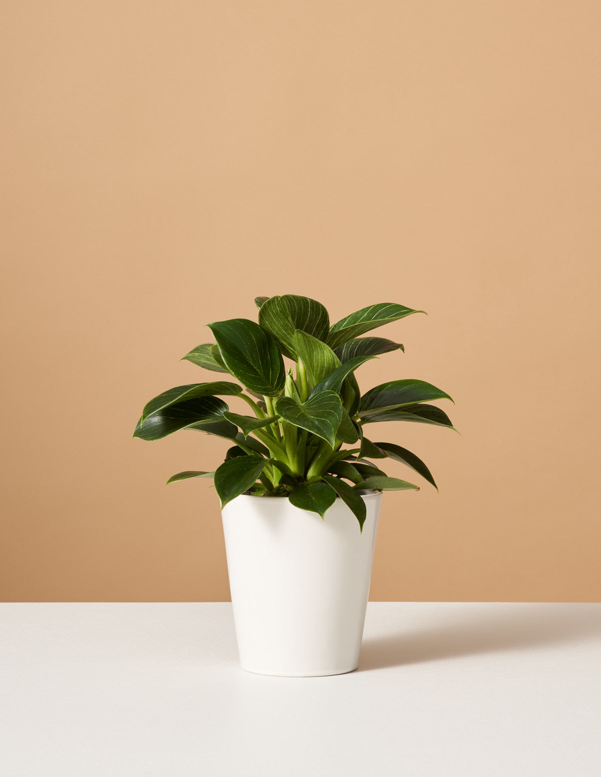 philodendron