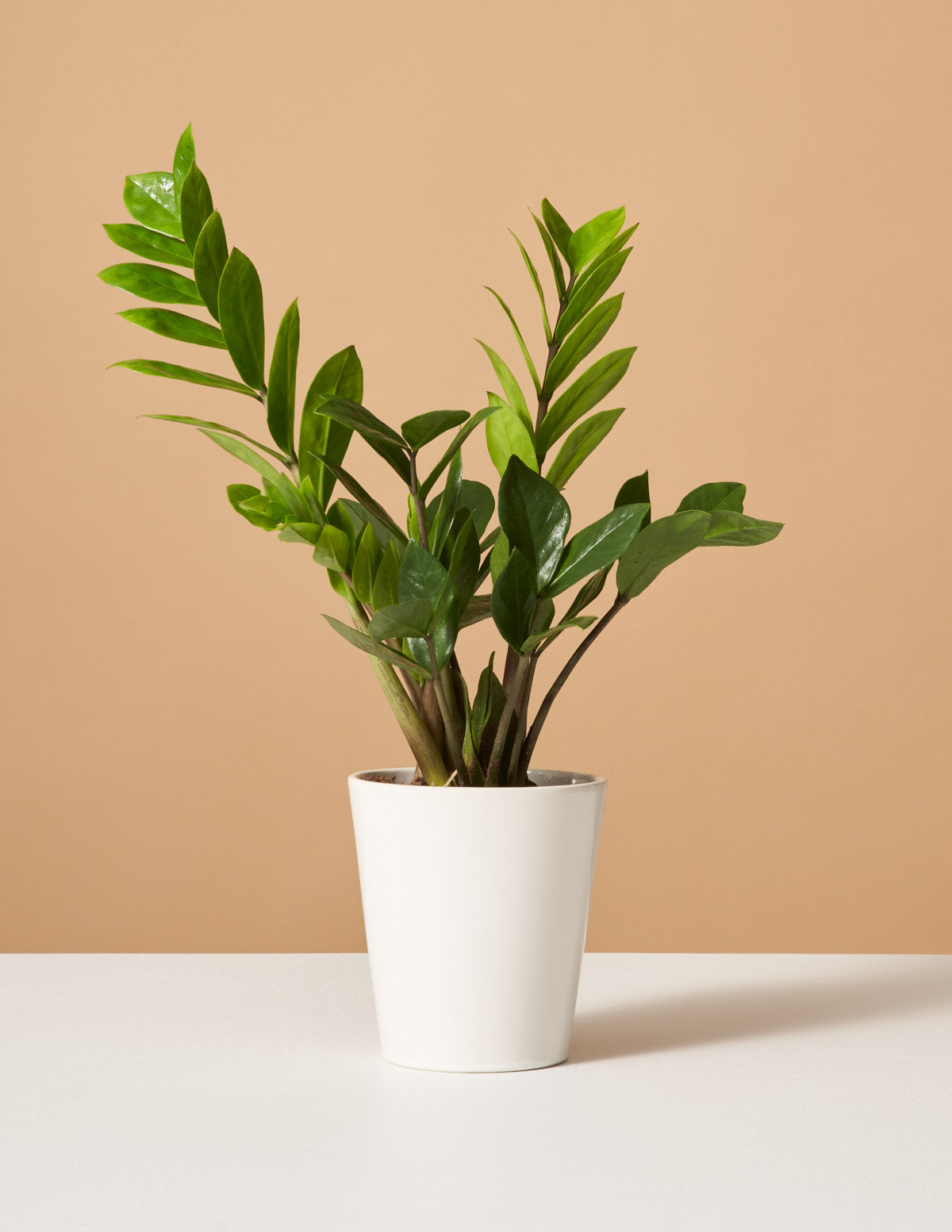 ZZ Plant | Low Light Plants & Houseplants Delivery | The Sill