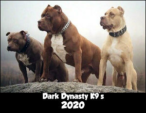 dog dynasty website