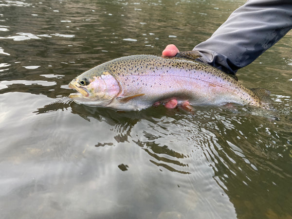 Fly Fishing Montana, Madison River, Trout Spey, Micro Spey, Montana Trout Spey, Best River to Trout Spey in Montana, Fly Fishing