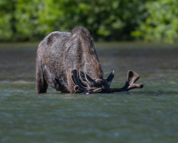 Moose Etiquette in the Wild of Montana