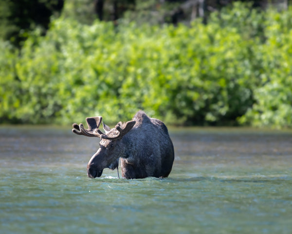 Moose Etiquette in the Wild of Montana
