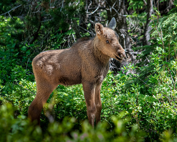 Moose Etiquette in the Wild of Montana