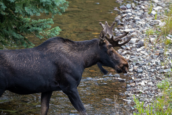 Moose Etiquette in the Wild of Montana