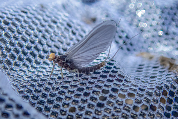 Mayflies