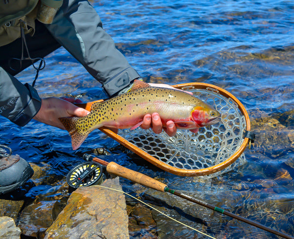 Value of a Fly Reel in Montana Fly Fishing