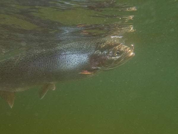 Hooking More Fish on the Madison