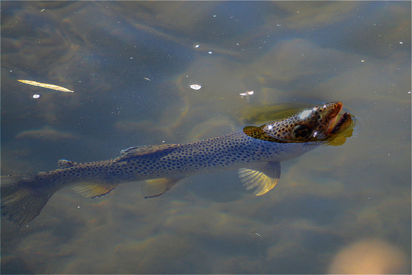 Brown Sipping Fly Fishing Montana