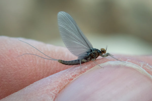 BWO Fly Fishing Montana