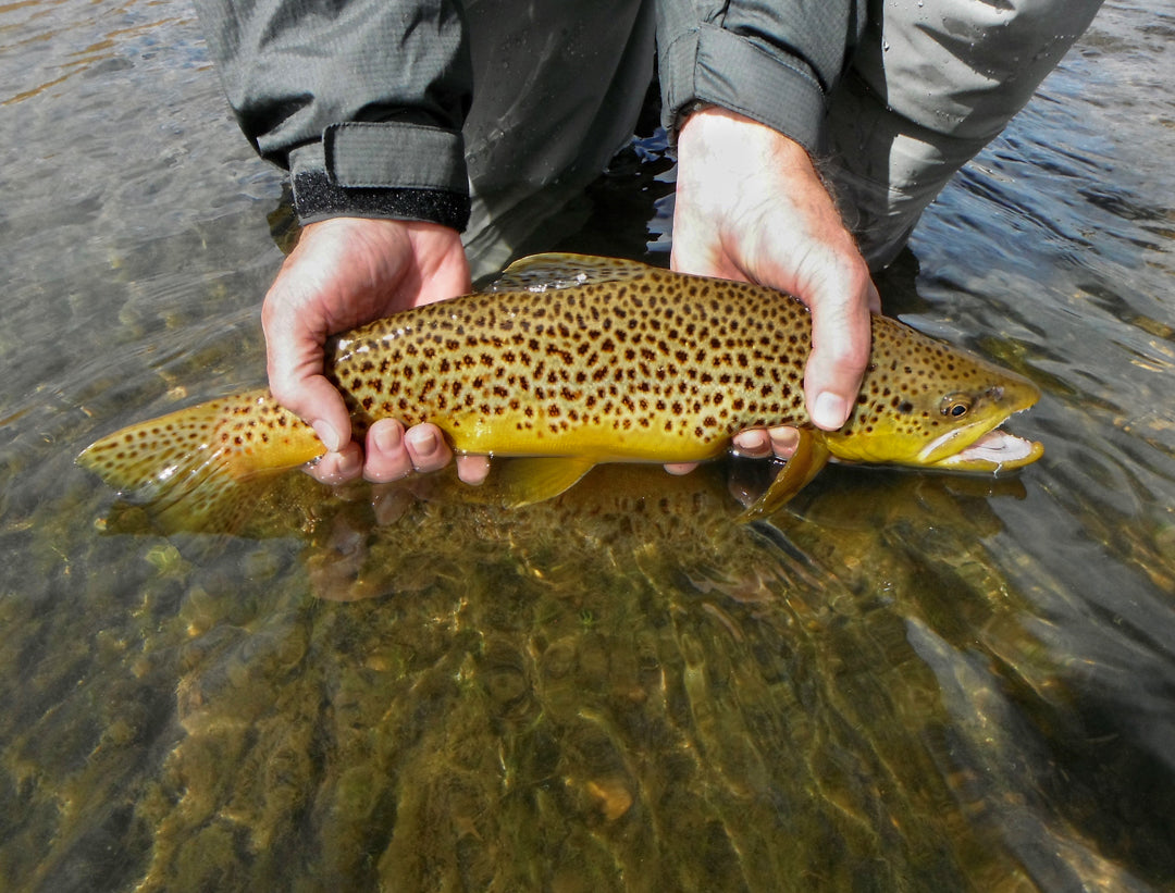 Fly Fishing Montana - The Colors of Fall