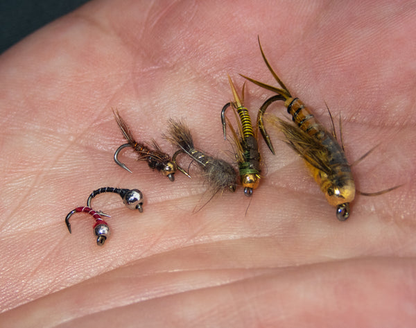 Winter Flies - Bugs of Montana