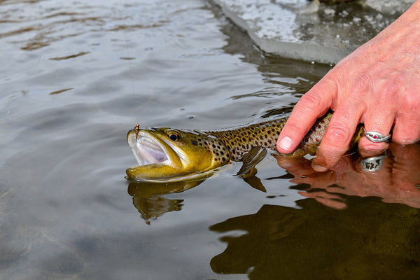Brown Trout Release - Fly Fishing Montana