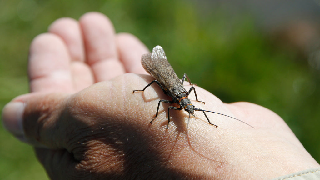 Madison Salmonfly