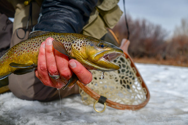 Winter Brown Trout Montana