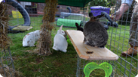 Rabbits Need Exercise! Get Their Bunny Buns Moving