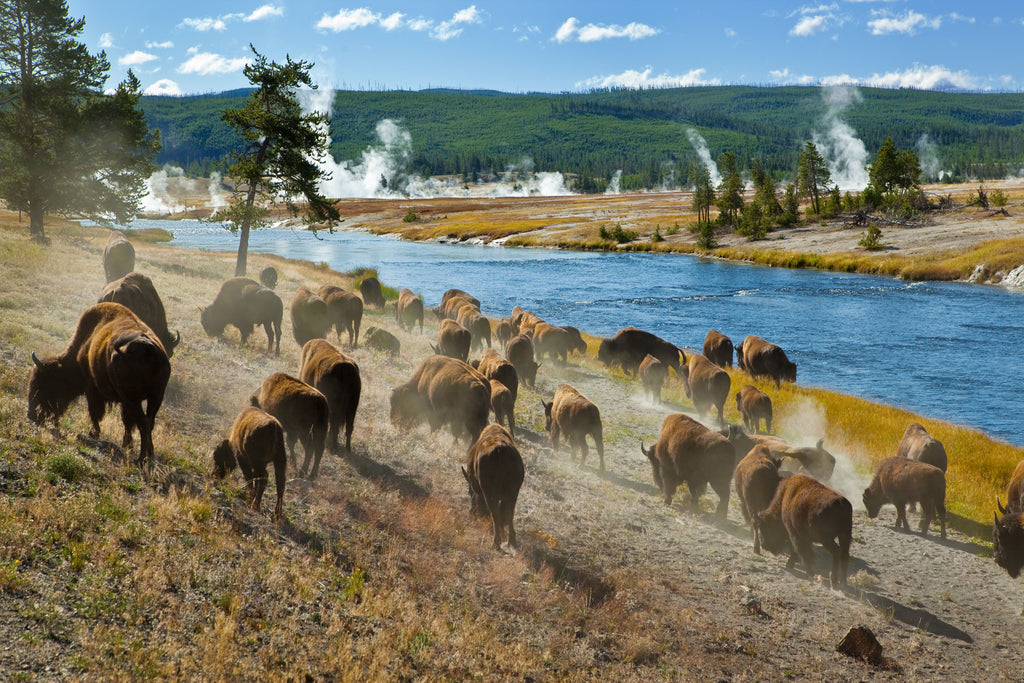 Bison herd in Yellowstone National Park.