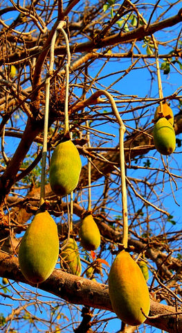 baobab fruit hanging from tree