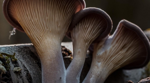 Hekate Mushroom Myth