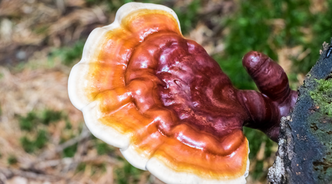 Hekate Reishi Mushroom Nature