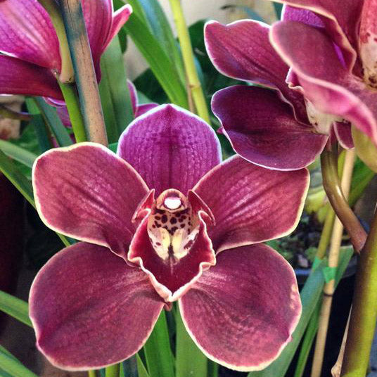 Cymbidium Orchids Fitzroy Nursery 