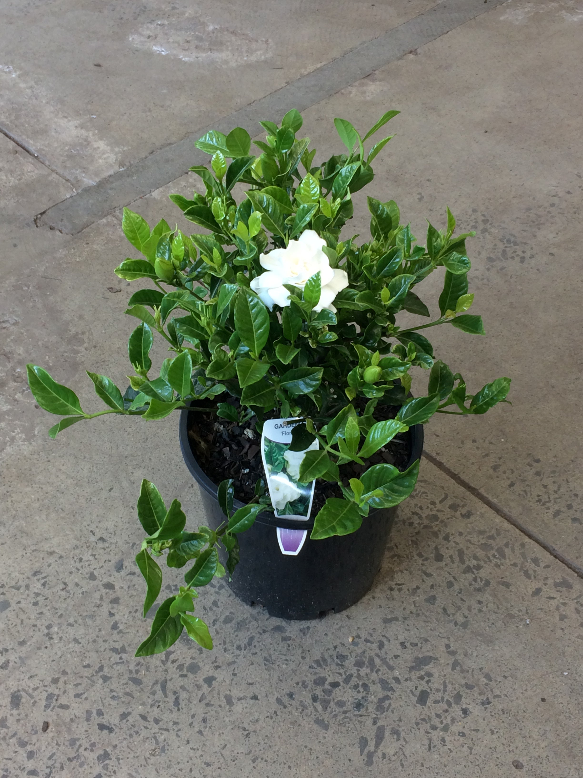 Gardenia florida – Fitzroy Nursery