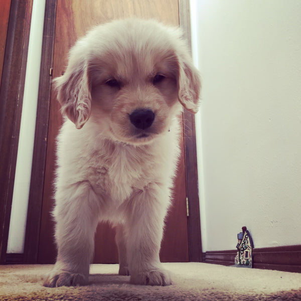 golden retriever puppy giant