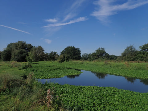 Pennywort River Wey