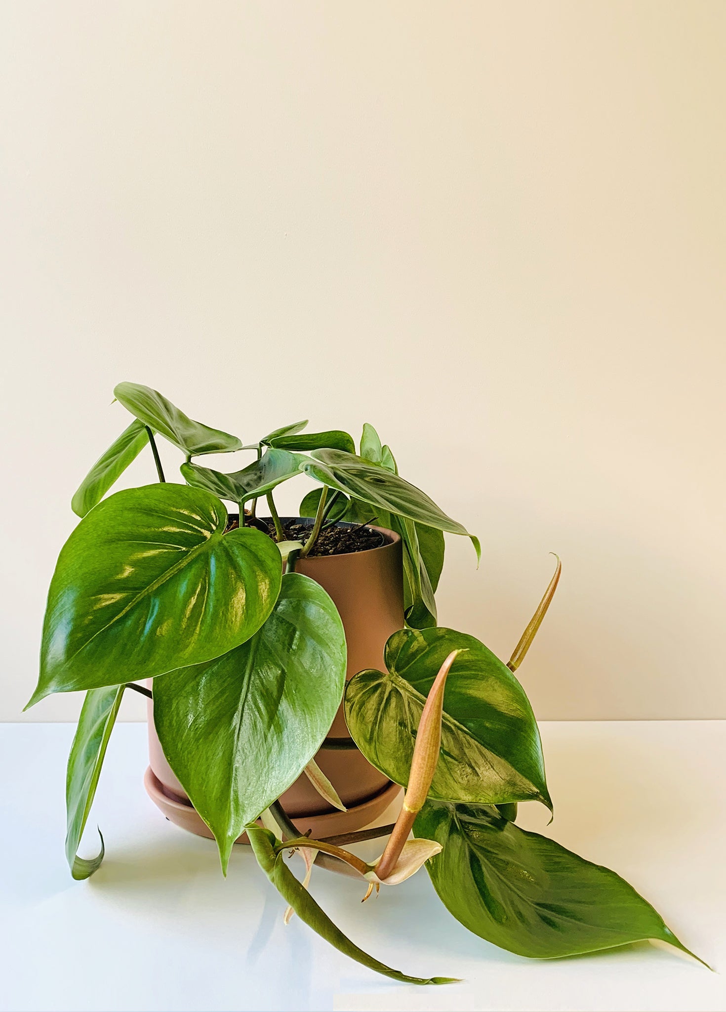 heart leaf philodendron