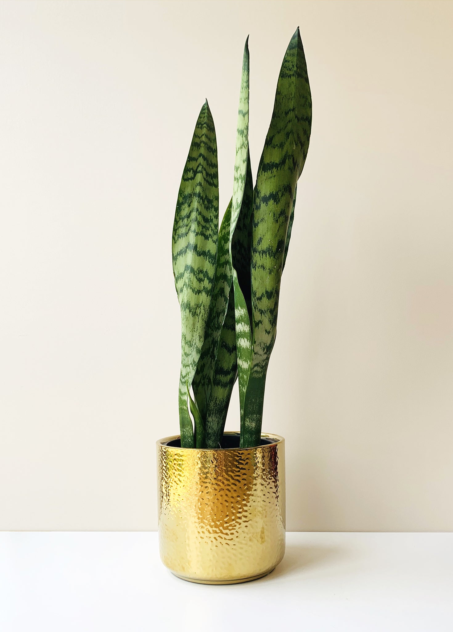 Sansevieria Dark Green Snake Plant : Sakura Tucson