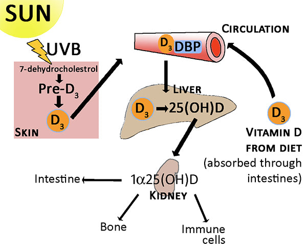 Sunshine is good for you - Vitamin D