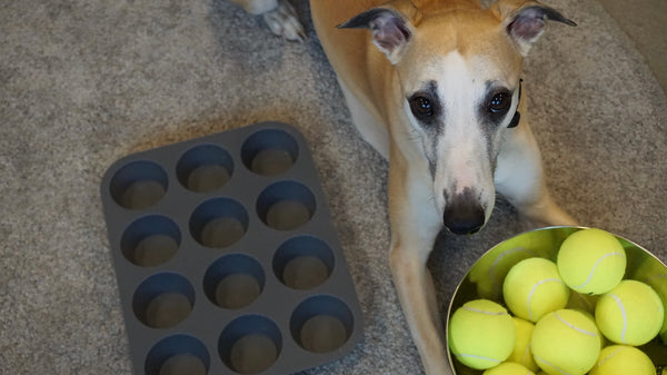 Cute whippet playing a DIY mental stimulation game with a muffin tray and tennis balls