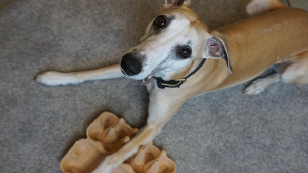 Cute whippet playing a DIY mental workout game for dogs, with an egg carton and treats