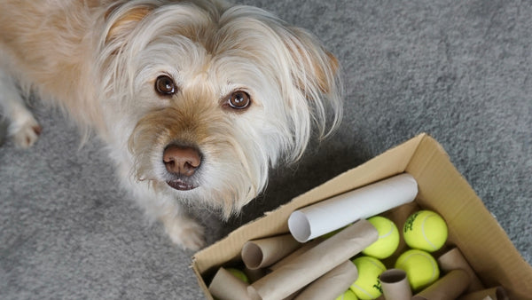 Cute rescue dog rrady to play a DIY mental workout game for dogs with treats, tennis balls and toilet paper rolls