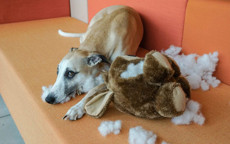 Bored dog destroyed his stuffed toy