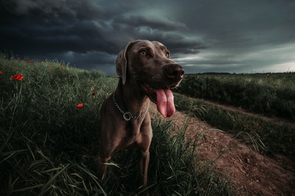 Sound anxious dog panting. Thunder storm getting near.