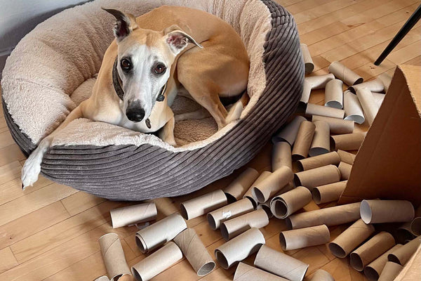 Dog after a DIY mental workout game with toilet paper rolls