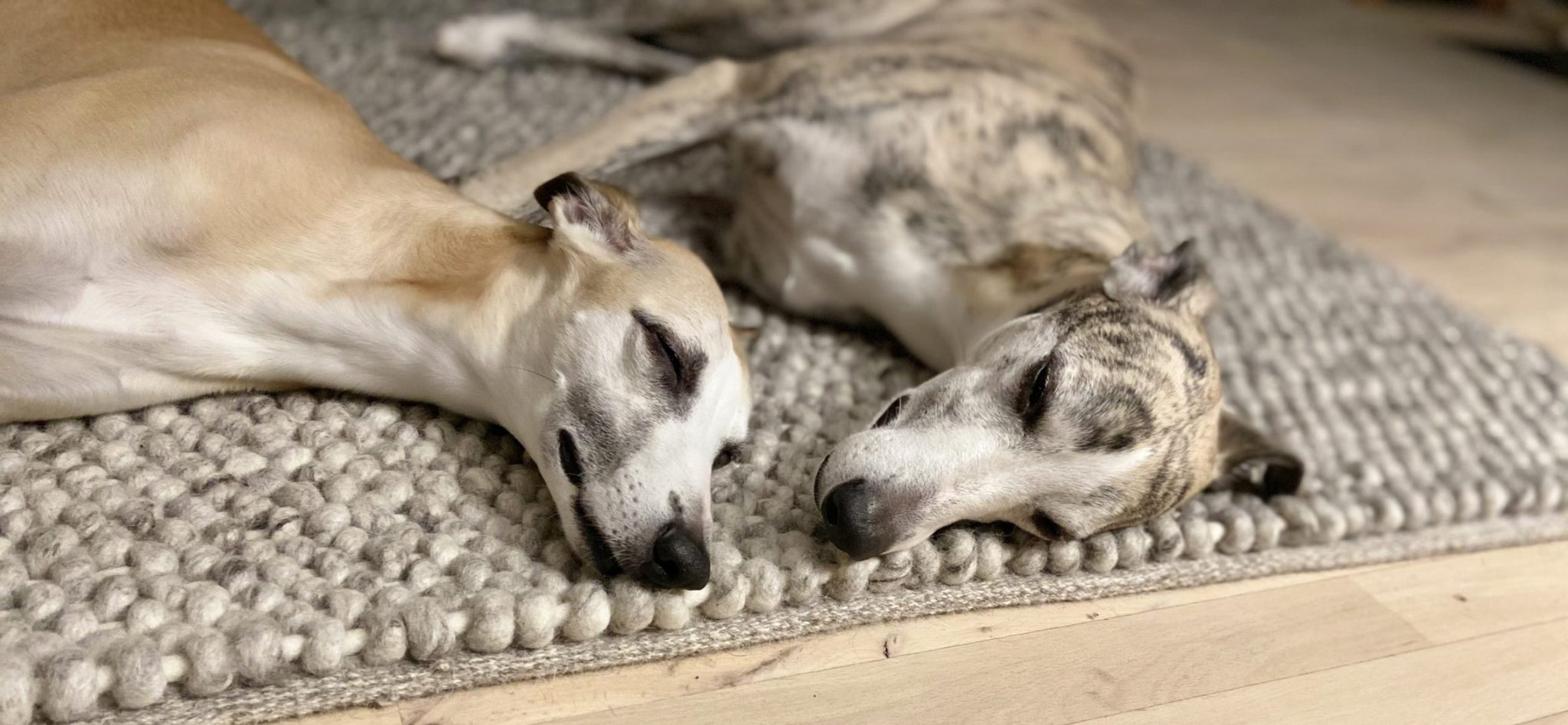 Two grown-up dogs snoozing on the carpet, looking very tired.