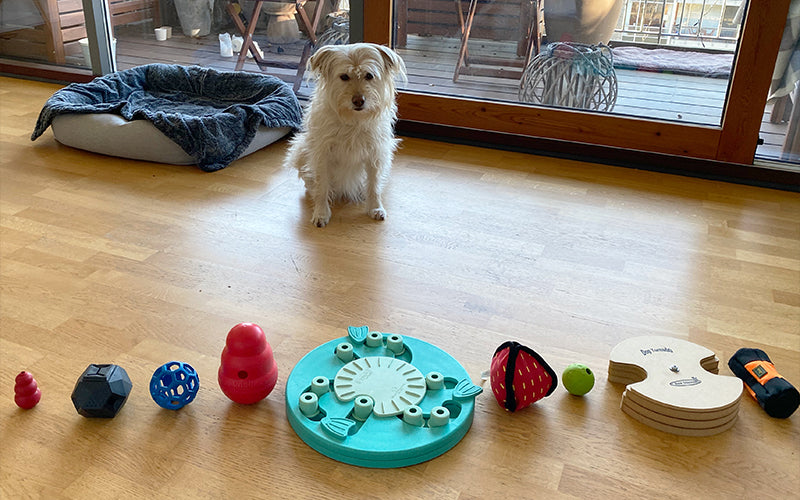 Cute dog sitting in front of a selection of mental stimulation toys, trying to choose which one to play with first. Brain workouts are important for dogs' wellbeing.