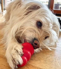 Rescue dog playing with her mental stimulation toy. Licking liver paste out of a Kong toy for dogs. 