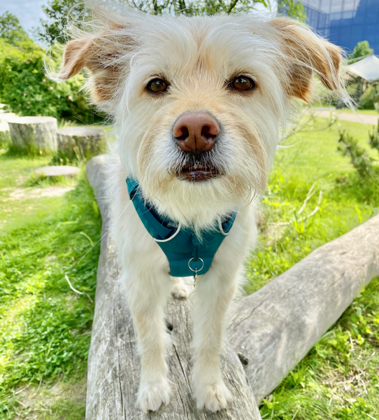 Cute dog outside. Balancing on a tree trunk, looking curious. 