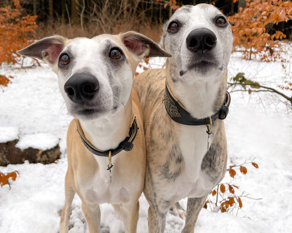 Walks are important for your dogs. Two whippets in the forest on a winter day.