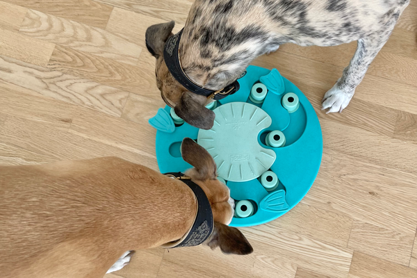 Dogs playing with a dog puzzle for mental stimulation