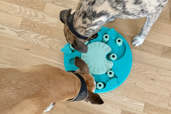 7 Dog Puzzle Toys to Boost Brainpower - Vetstreet