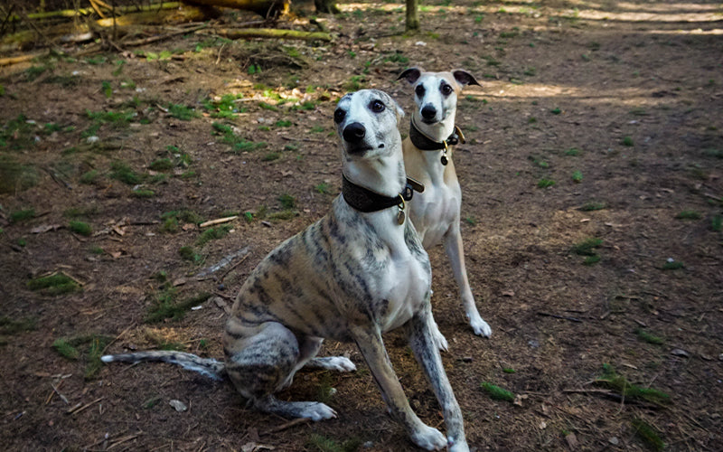 Two whippets out in the forest, looking excited and attentive